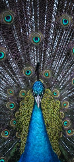 male peacock Wallpaper 1080x2340