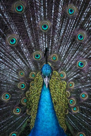 male peacock Wallpaper 640x960