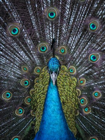 male peacock Wallpaper 1668x2224