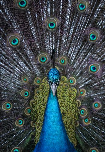 male peacock Wallpaper 1640x2360