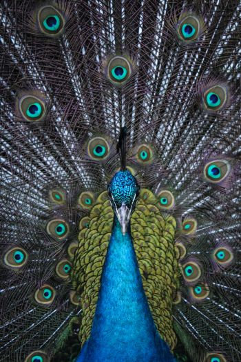 male peacock Wallpaper 640x960