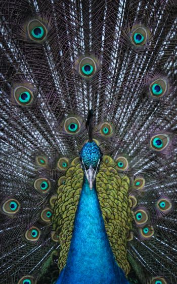 male peacock Wallpaper 1752x2800