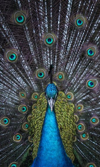 male peacock Wallpaper 1200x2000