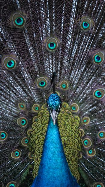 male peacock Wallpaper 640x1136