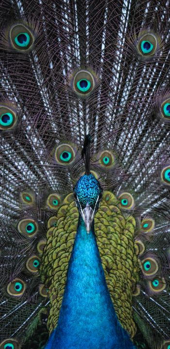 male peacock Wallpaper 1440x2960
