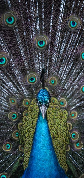 male peacock Wallpaper 1440x3040