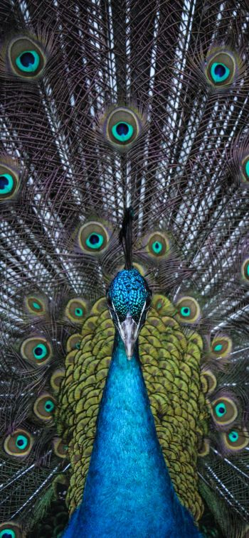 male peacock Wallpaper 1242x2688