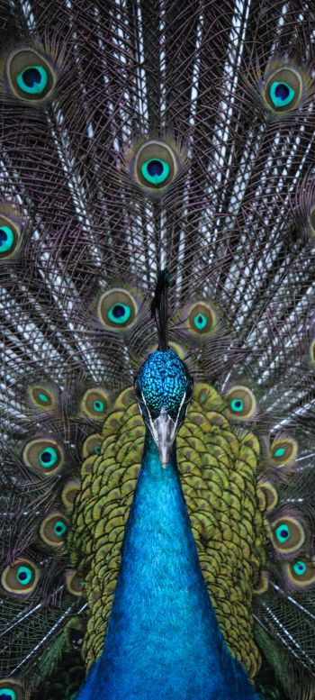 male peacock Wallpaper 1080x2400