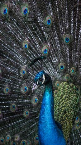 beautiful male peacock Wallpaper 640x1136