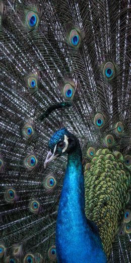 beautiful male peacock Wallpaper 720x1440