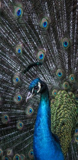 beautiful male peacock Wallpaper 1440x2960