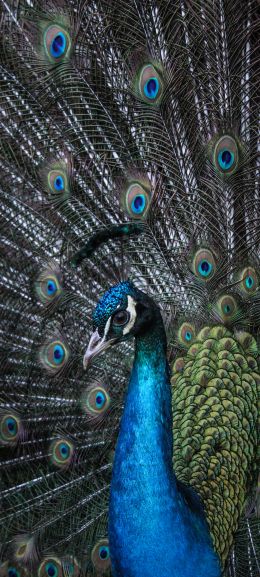 beautiful male peacock Wallpaper 1440x3200