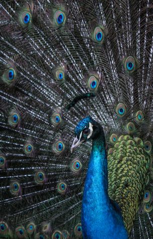 beautiful male peacock Wallpaper 3288x5143