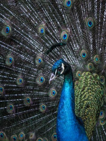 beautiful male peacock Wallpaper 1620x2160