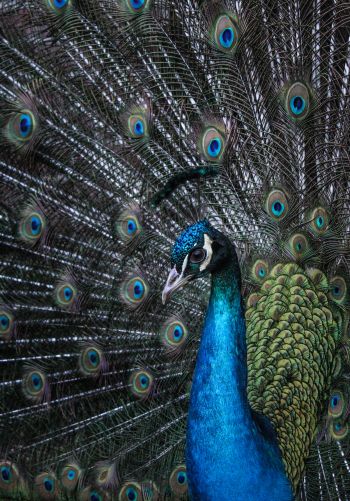 beautiful male peacock Wallpaper 1668x2388