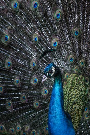 beautiful male peacock Wallpaper 640x960