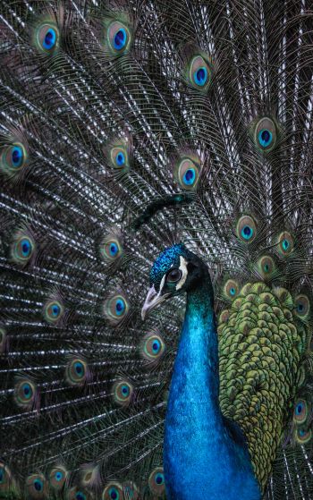 beautiful male peacock Wallpaper 1752x2800