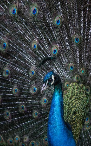 beautiful male peacock Wallpaper 800x1280