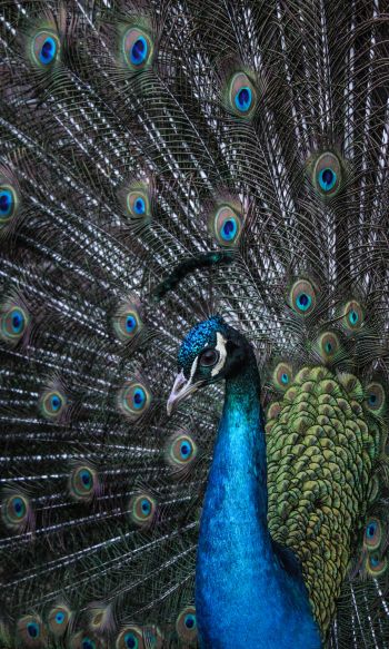 beautiful male peacock Wallpaper 1200x2000