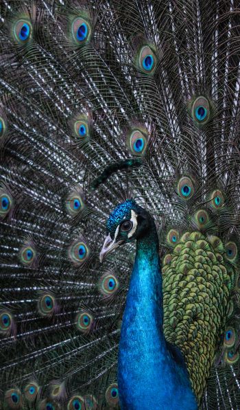 beautiful male peacock Wallpaper 600x1024