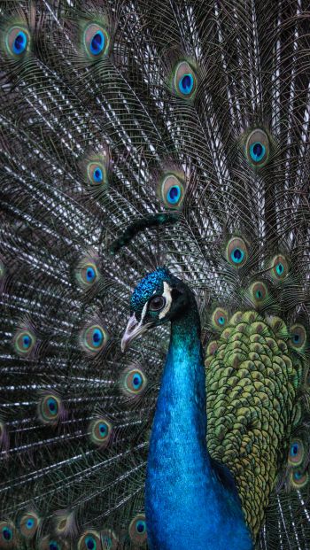 beautiful male peacock Wallpaper 640x1136
