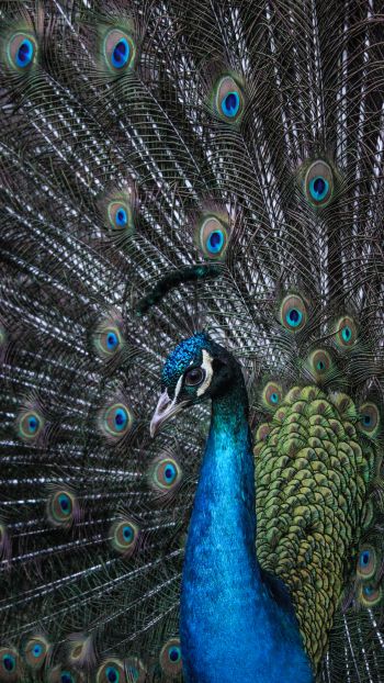 beautiful male peacock Wallpaper 2160x3840