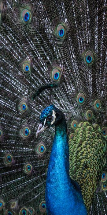 beautiful male peacock Wallpaper 720x1440