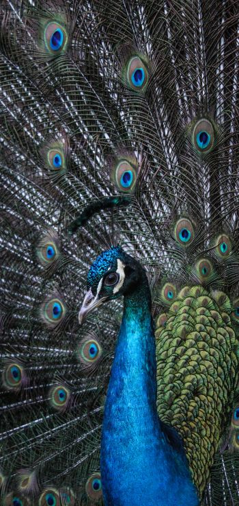 beautiful male peacock Wallpaper 1440x3040
