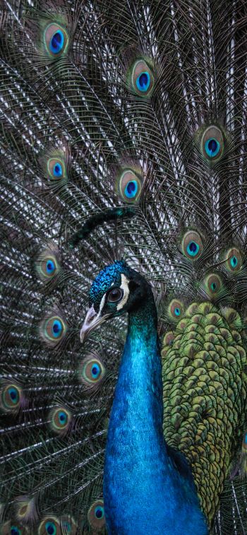 beautiful male peacock Wallpaper 1125x2436