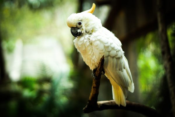 white parrot Wallpaper 5473x3649