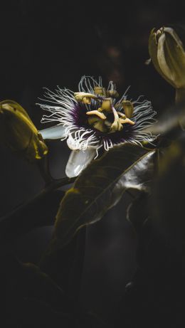 flower, plant Wallpaper 640x1136