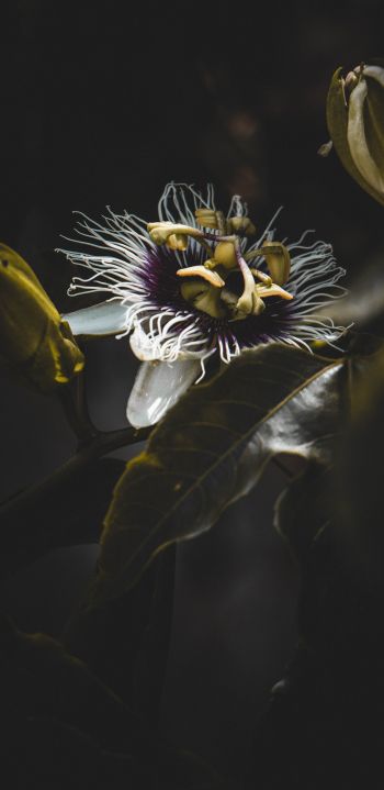 flower, plant Wallpaper 1080x2220