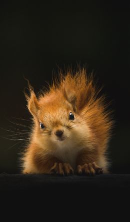 squirrel, mammal, wildlife Wallpaper 600x1024