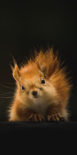 squirrel, mammal, wildlife Wallpaper 720x1440