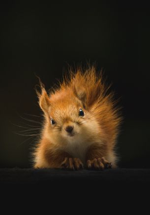 squirrel, mammal, wildlife Wallpaper 1668x2388