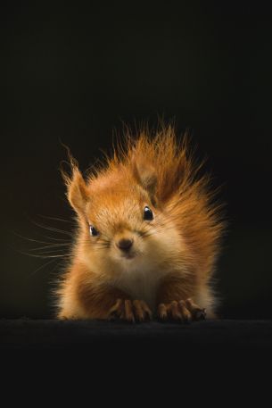 squirrel, mammal, wildlife Wallpaper 640x960