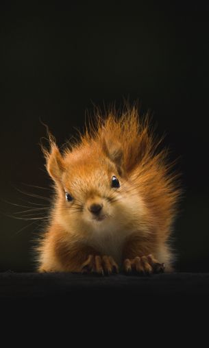 squirrel, mammal, wildlife Wallpaper 1200x2000