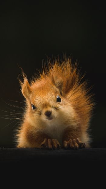 squirrel, mammal, wildlife Wallpaper 640x1136