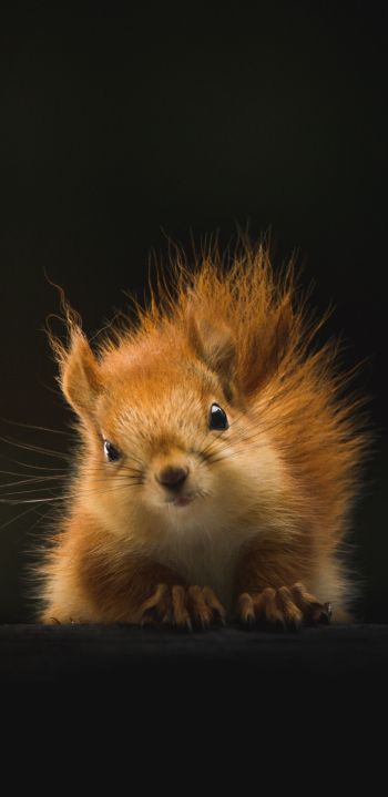 squirrel, mammal, wildlife Wallpaper 1080x2220
