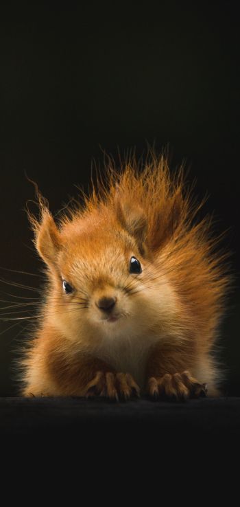 squirrel, mammal, wildlife Wallpaper 720x1520