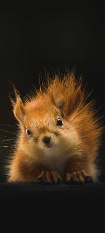 squirrel, mammal, wildlife Wallpaper 1080x2400