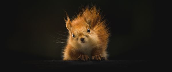 squirrel, mammal, wildlife Wallpaper 3440x1440