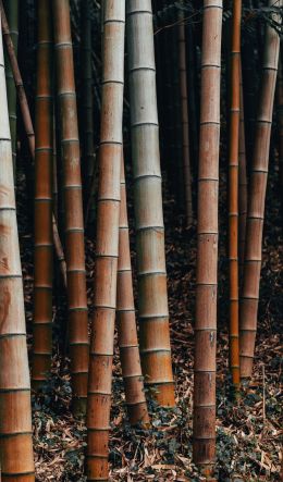 Обои 600x1024 бамбук, растение