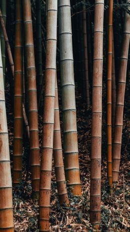 Обои 1440x2560 бамбук, растение