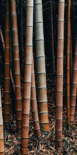 Обои 720x1440 бамбук, растение