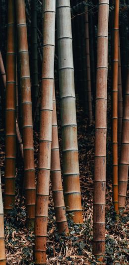 Обои 1080x2220 бамбук, растение