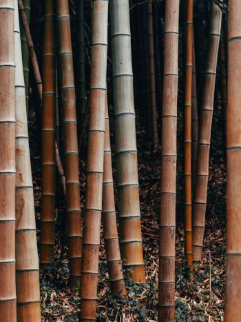 bamboo, plant Wallpaper 1668x2224