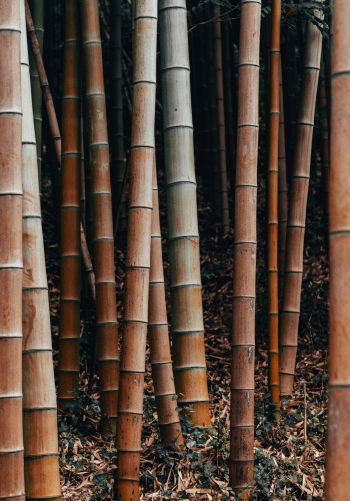 bamboo, plant Wallpaper 1668x2388