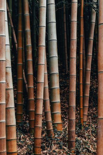 Обои 640x960 бамбук, растение