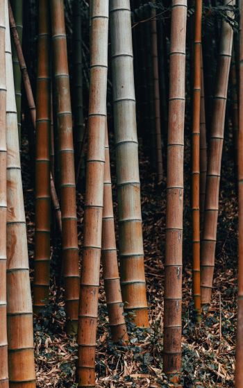 bamboo, plant Wallpaper 1752x2800